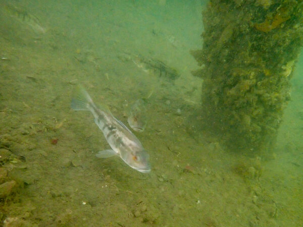 Barred Sand Bass