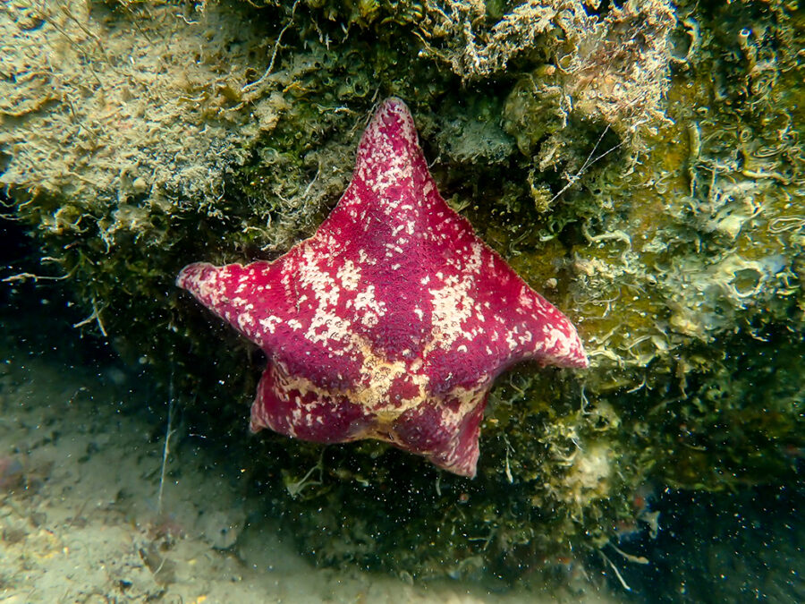 Bat Star