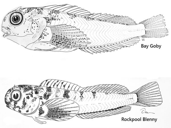 Gobies and Blennies