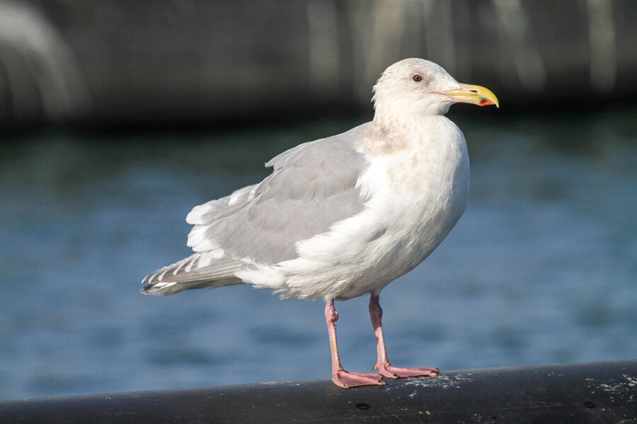 Gulls