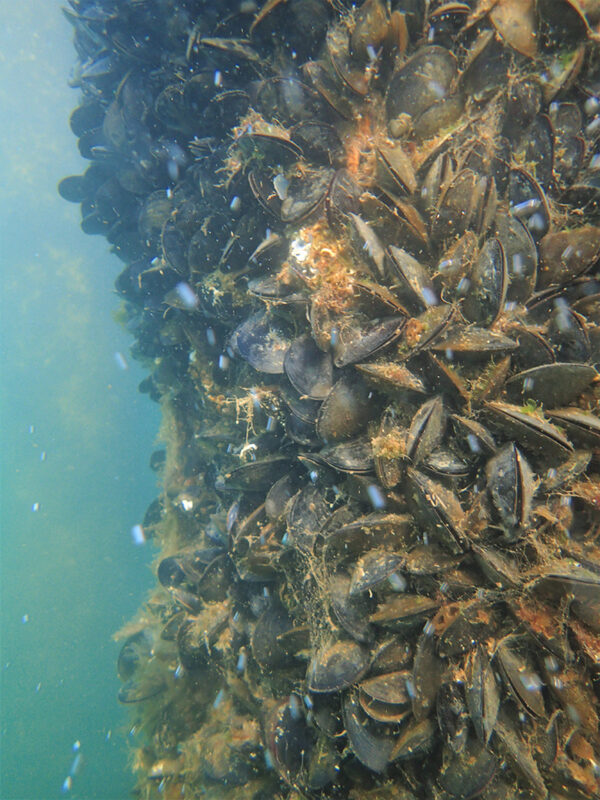 Mussels