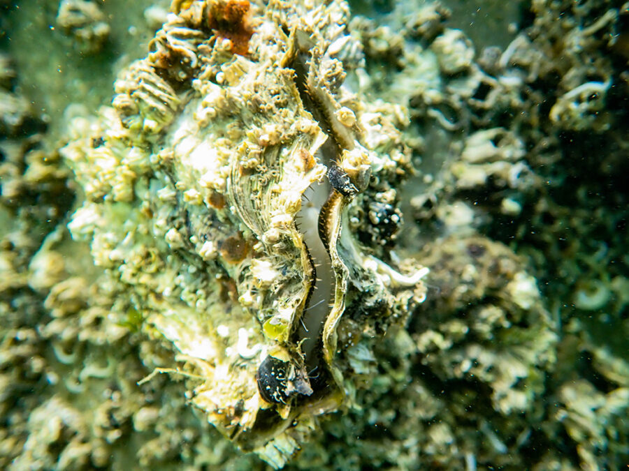 Oysters
