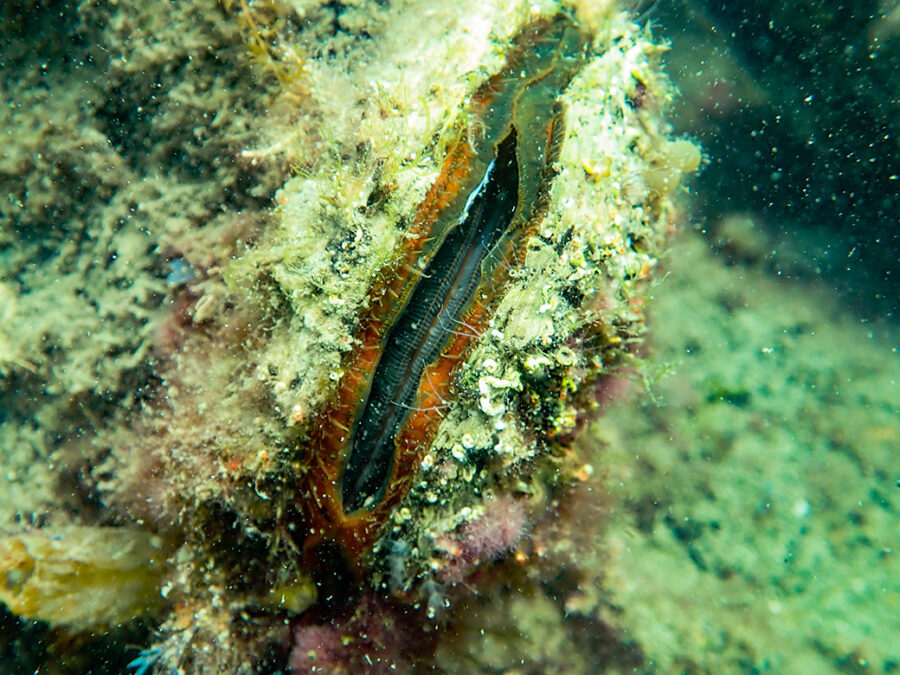 Rock Scallop