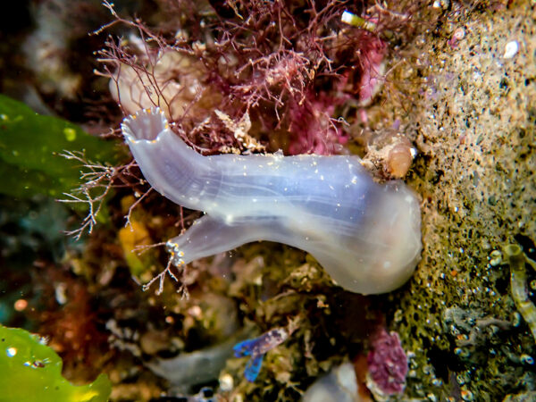 Sea Squirts