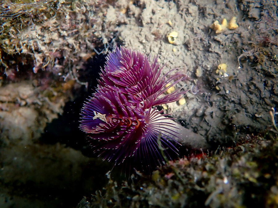 Tubeworm