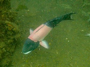 Barred Sand Bass