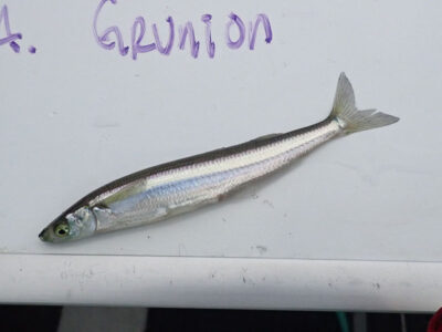 California Grunion