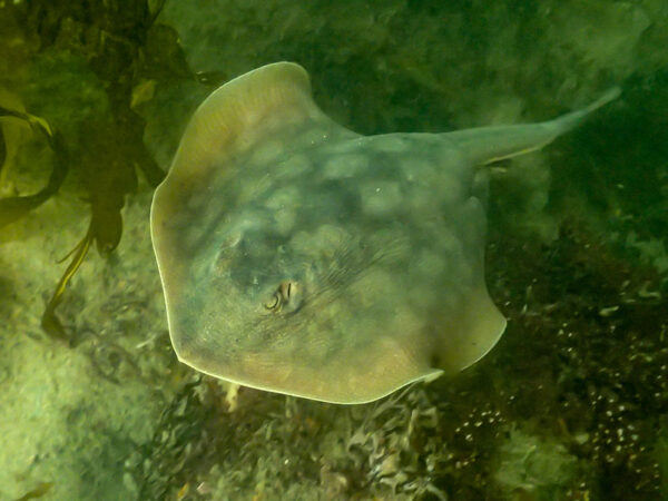 California Round Ray