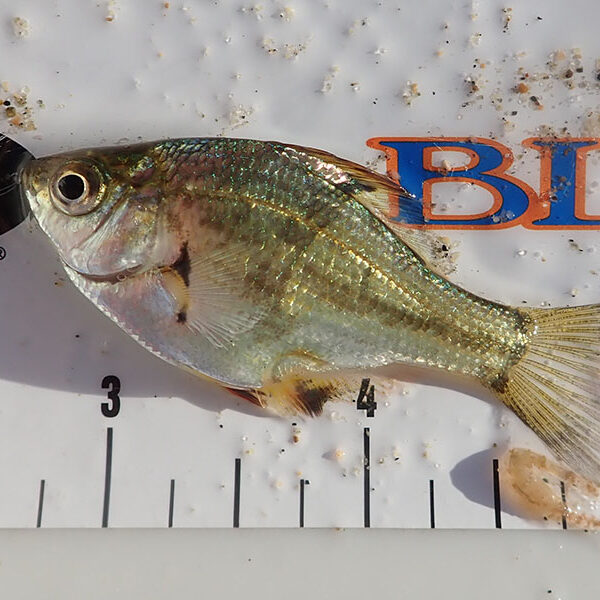 Shiner Perch
