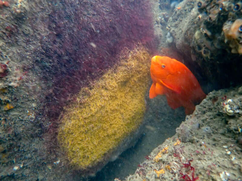 Garibaldi with nest