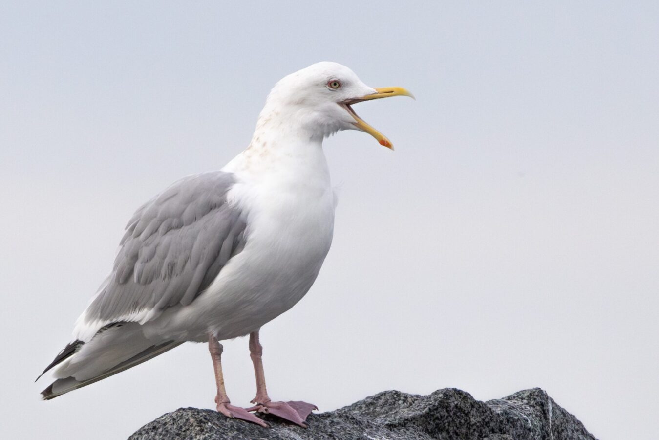 Gulls