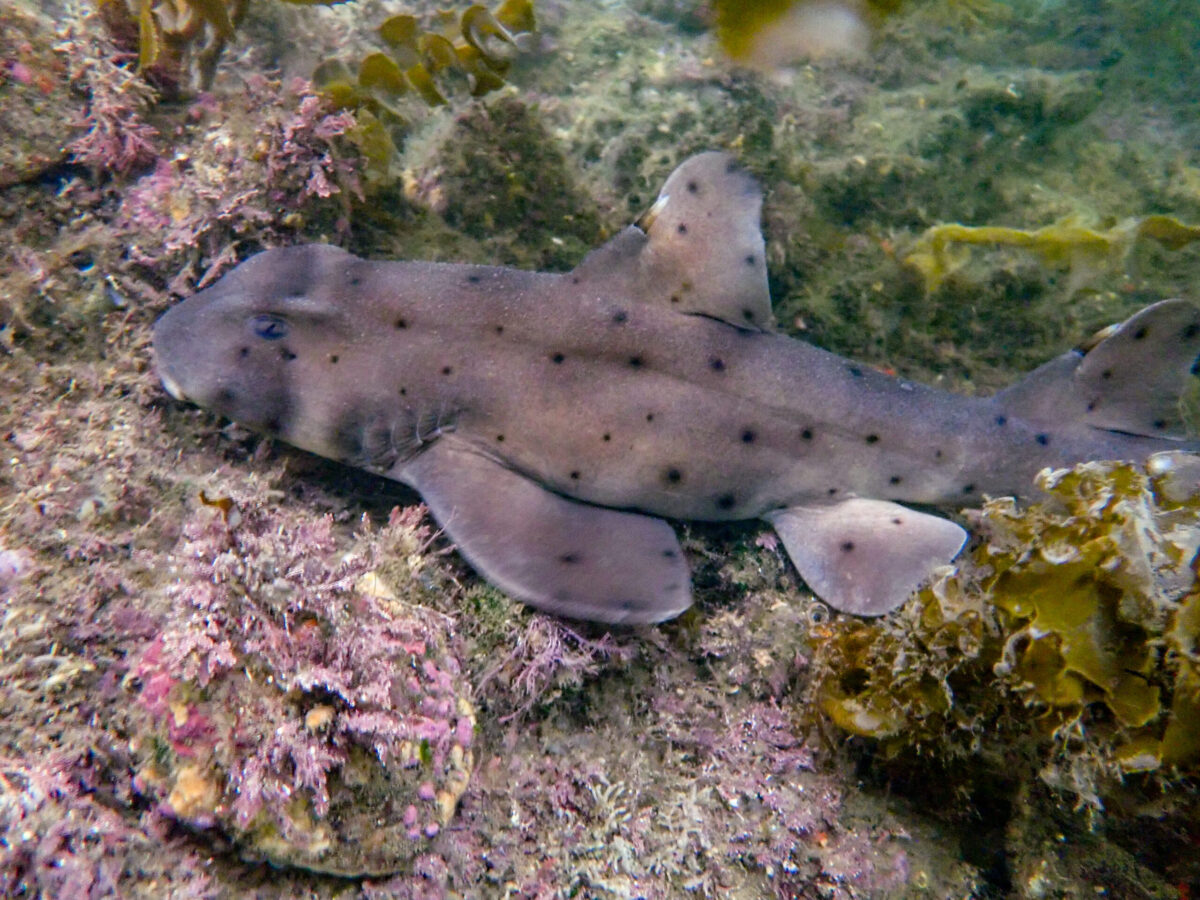 Horn Shark