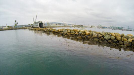 Kelp Canopy