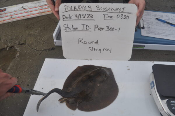 California Round Ray