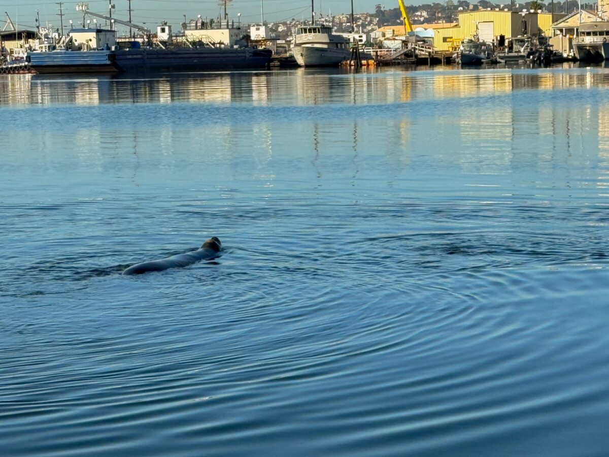 California Sea Lion