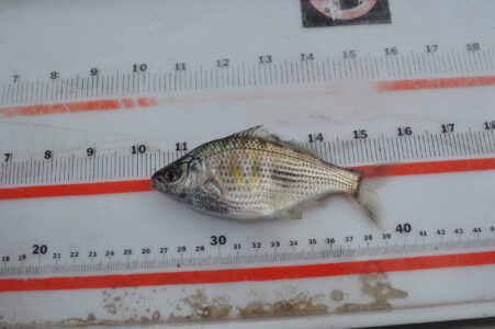 Shiner Perch