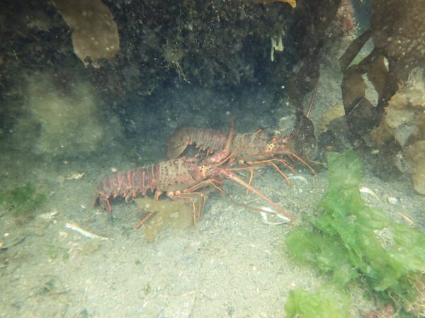 Spiny Lobster