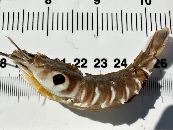 Target Shrimp