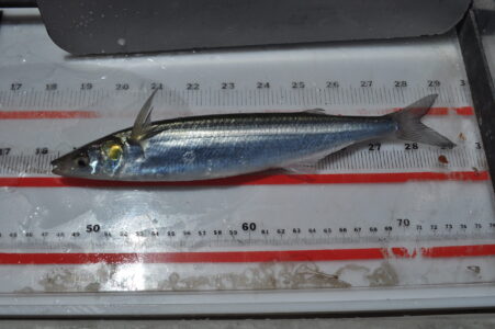 Topsmelt