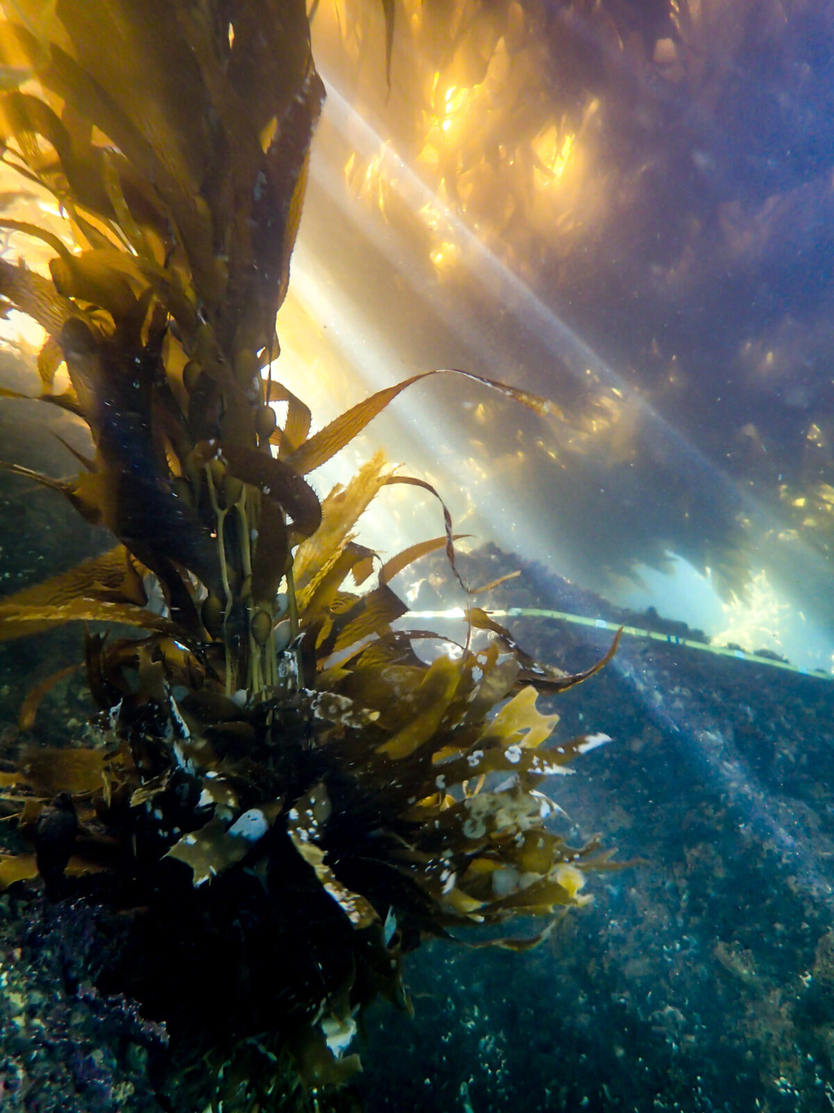 Adult Kelp