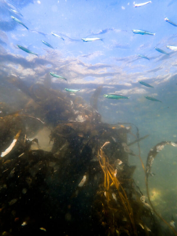 Anchovies Near Surface