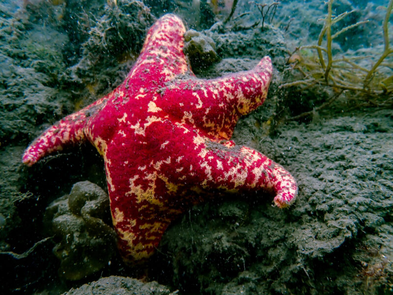 Bat Star
