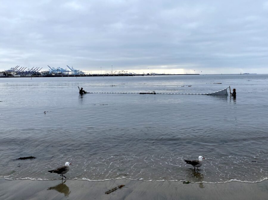 Beach Seine at Cabrillo