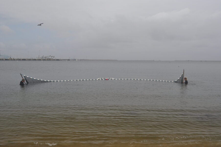 Beach seine on Cabrillo Beach
