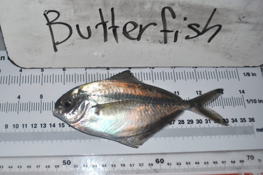 Butterfish