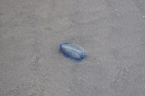By-the-wind sailor Velella Velella