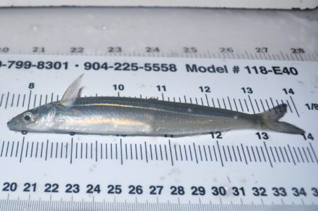 CA Grunion