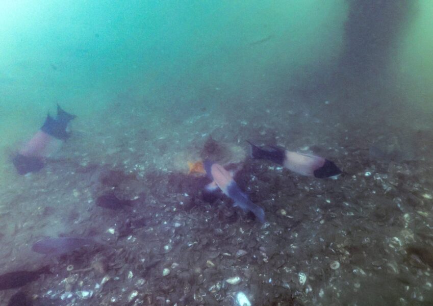 CA Sheephead on Seafloor