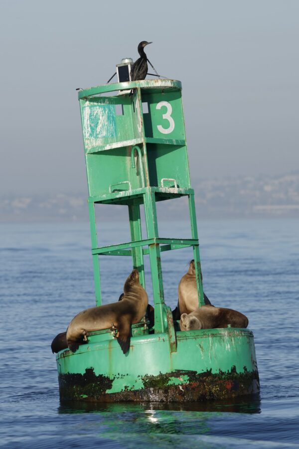 CA sea lions on buoy
