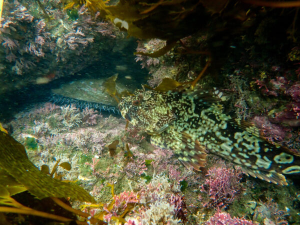 Cabezon and Green Abalone