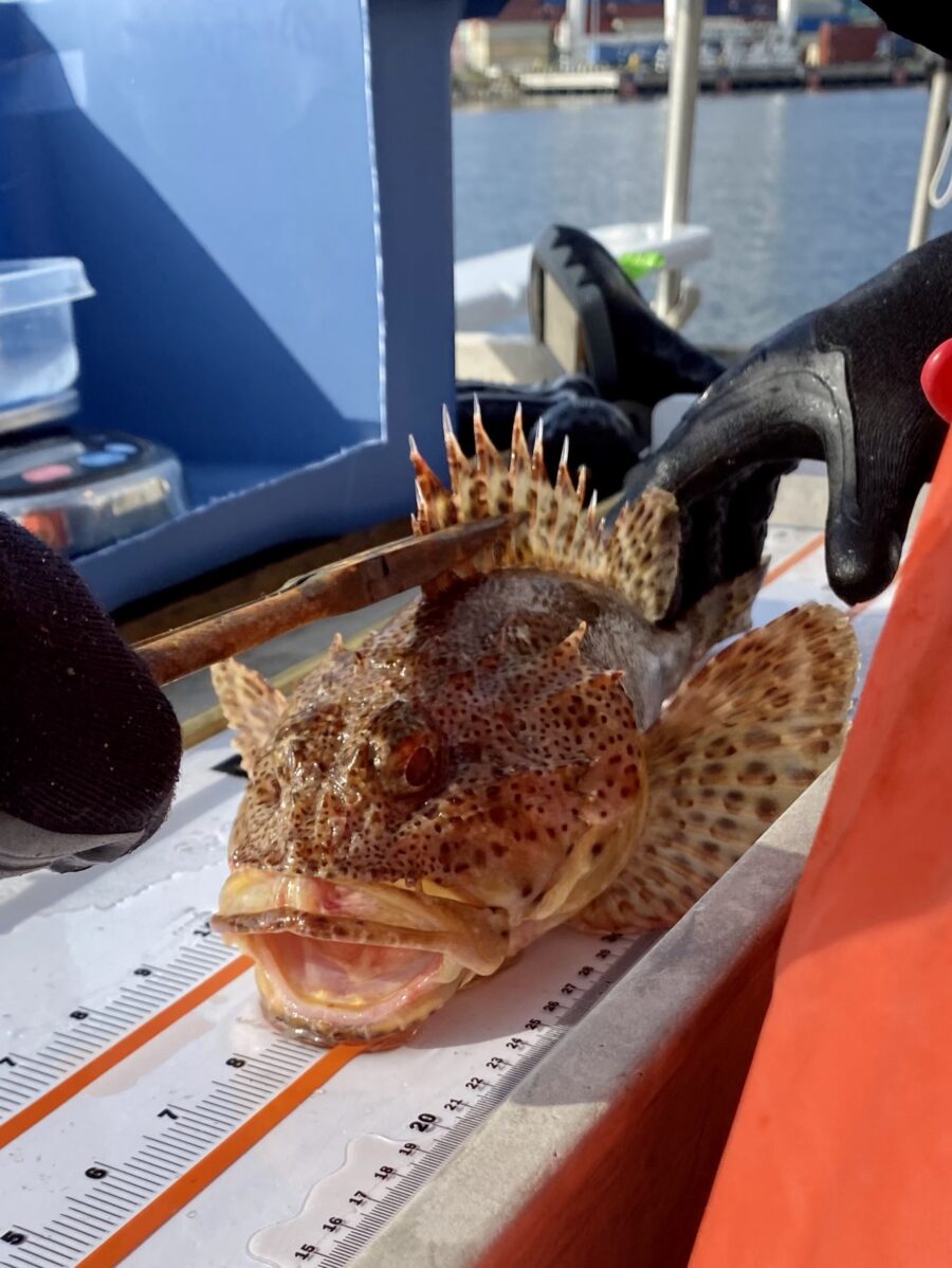 California Scorpionfish