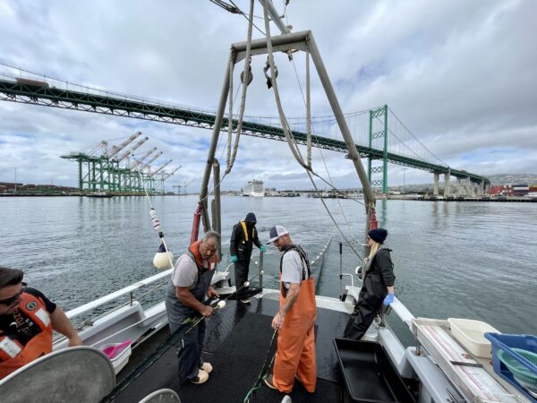 Deploying lampara net near Vincent Thomas bridge