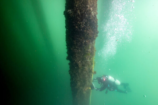 Diver Survey