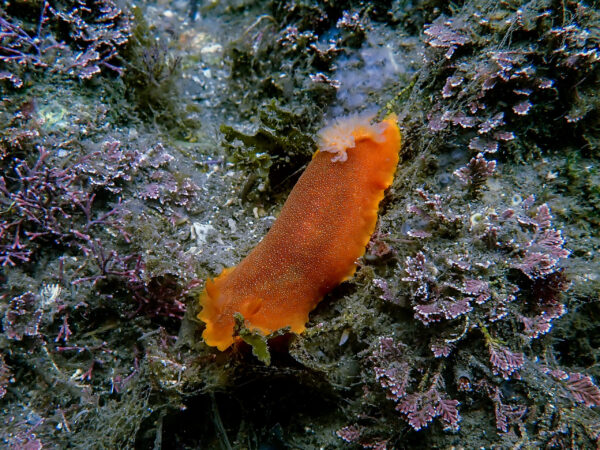 Dorid Nudibranch