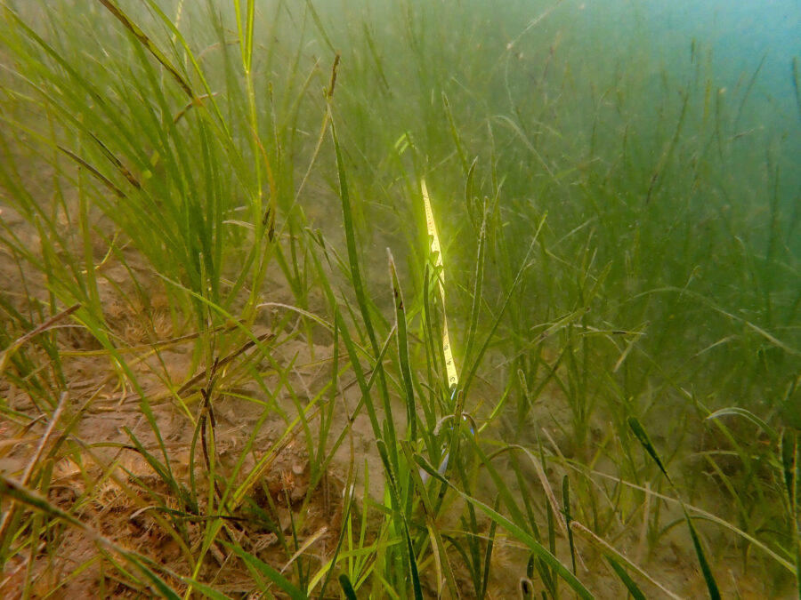 Eelgrass