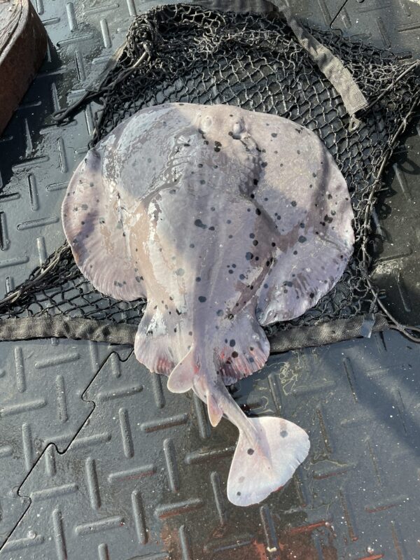 Electric Ray