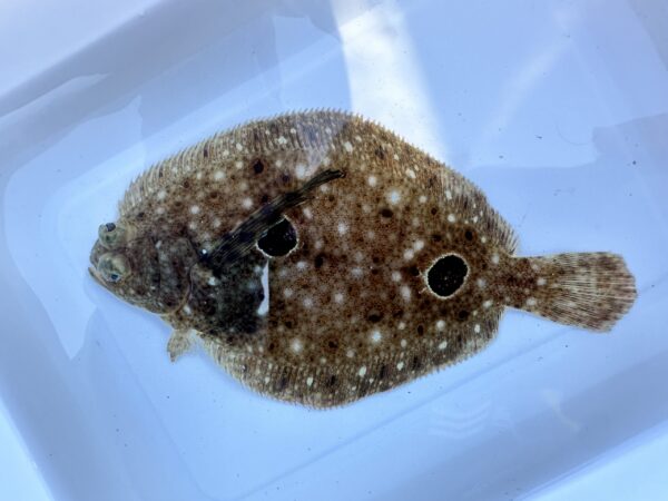 Fantail Sole