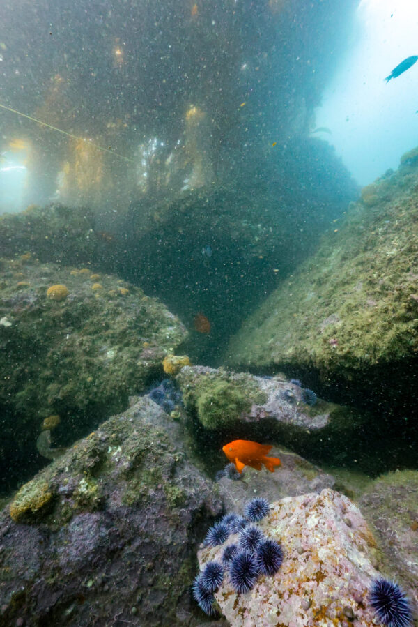 Garabaldi in Riprap