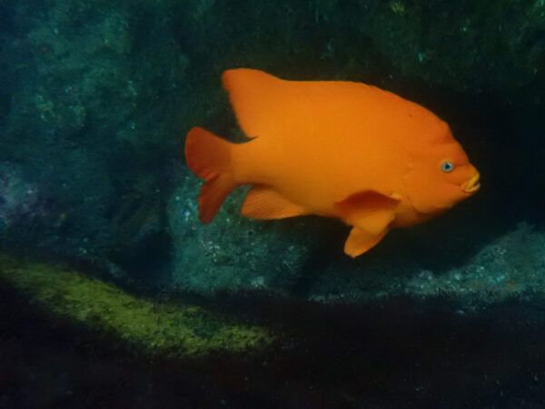 Garibaldi