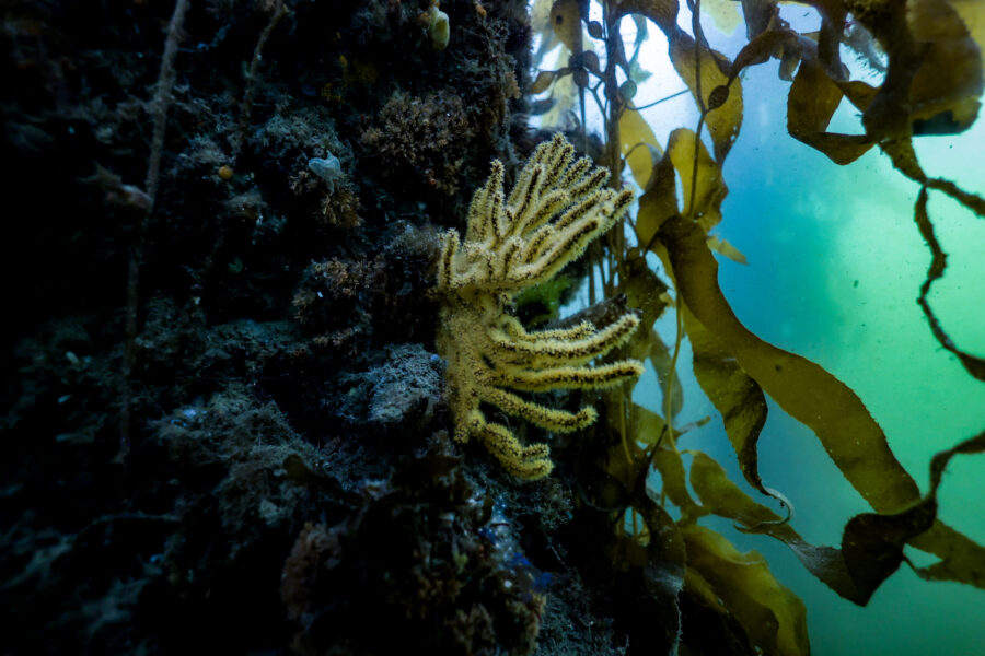 Gorgonian on Piling