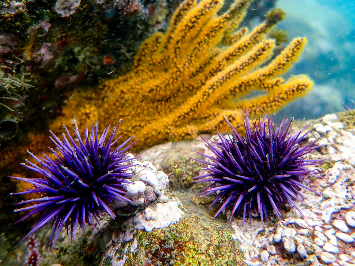 Gorgonians with Urchins