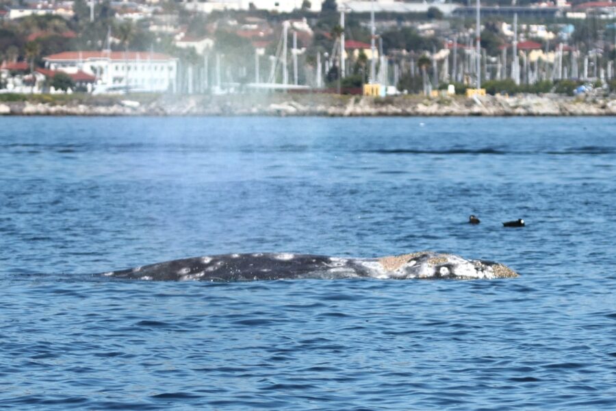 Gray Whale
