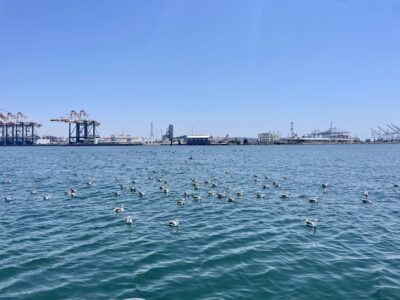 Gulls in Outer Harbor