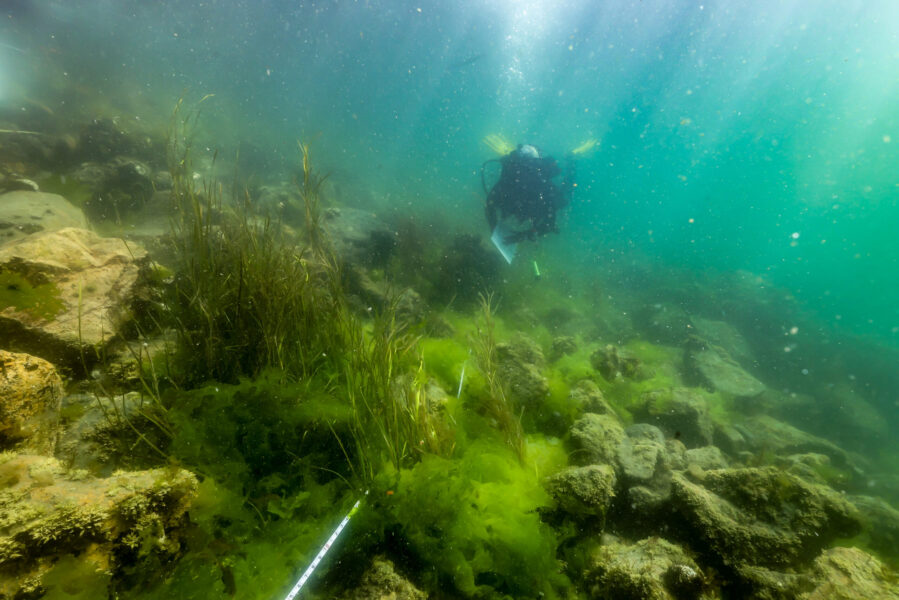 Inner harbor eelgrass and riprap