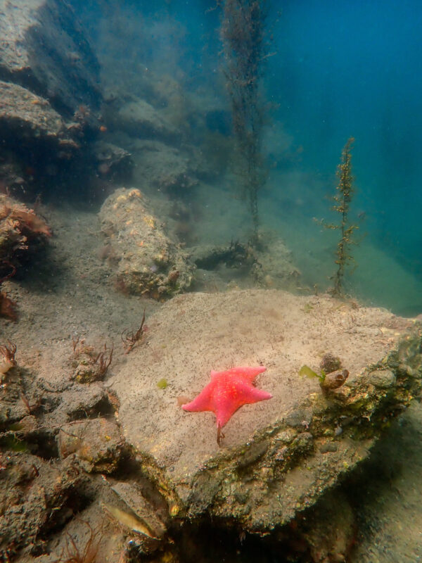 Bat star on Inner Harbor Riprap