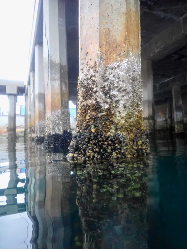 Intertidal Zone